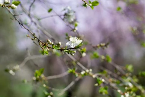 Spring Cherry blossoms flowers. Spring white flowers on a tree. Stock Photos