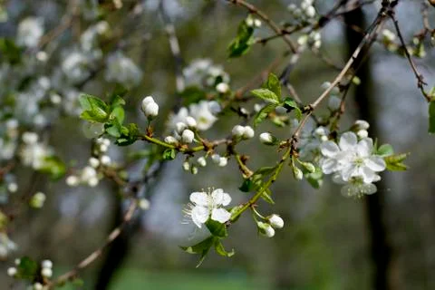 Spring Cherry blossoms flowers. Spring white flowers on a tree. Stock Photos