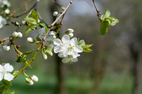 Spring Cherry blossoms flowers. Spring white flowers on a tree. Stock Photos