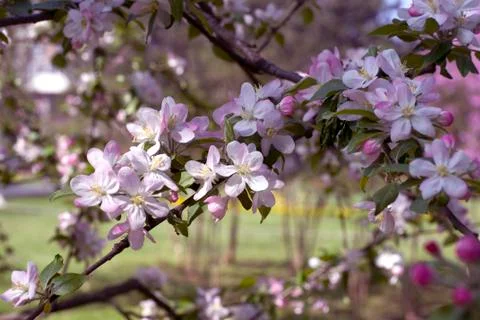 Spring Cherry blossoms flowers. Spring white flowers on a tree. Stock-Fotos