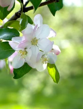 Spring Cherry blossoms flowers. Spring white flowers on a tree. Stock Photos