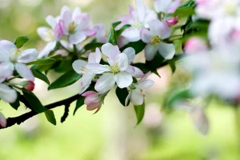 Spring Cherry blossoms flowers. Spring white flowers on a tree. Stock Photos