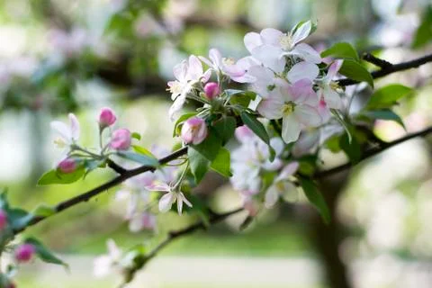Spring Cherry blossoms flowers. Spring white flowers on a tree. Stock Photos