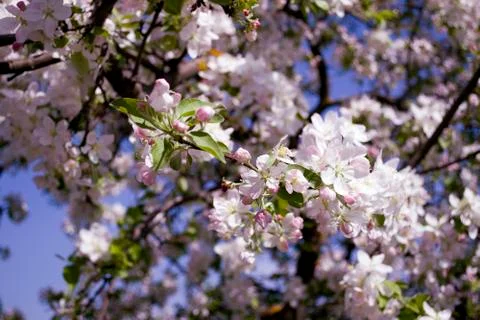 Spring Cherry blossoms flowers. Spring white flowers on a tree. Stock Photos