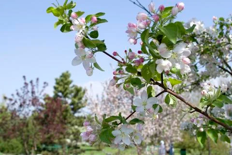 Spring Cherry blossoms flowers. Spring white flowers on a tree. Stock Photos