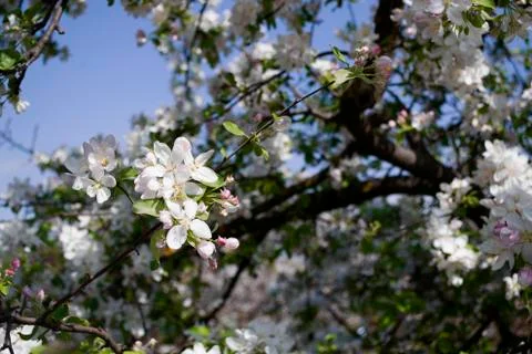 Spring Cherry blossoms flowers. Spring white flowers on a tree. Stock Photos