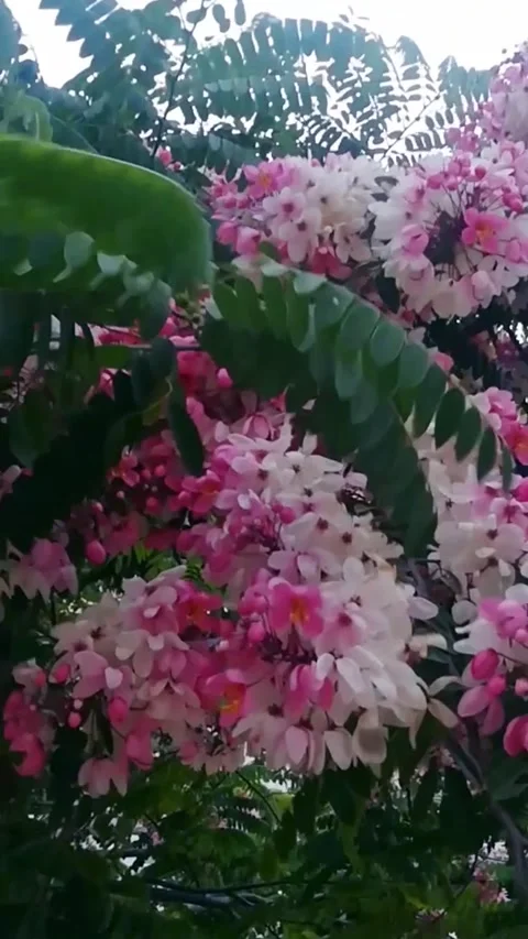 Spring cherry blossoms - flowers in tree Stock-Footage 198029848