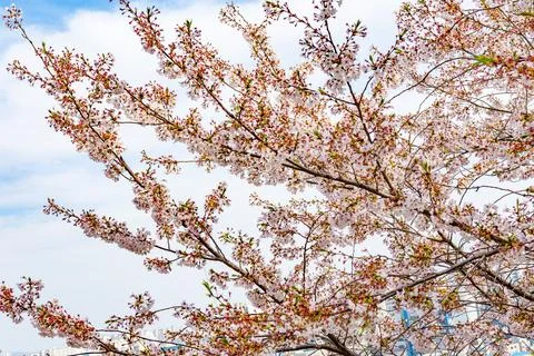 Spring cherry blossoms in focus with soft city skyline background in Suwon .. 스톡 사진