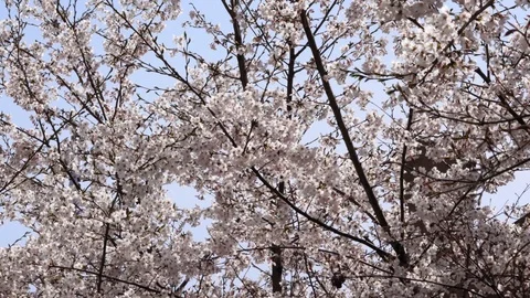 Spring Cherry Blossoms Vídeo Stock 106045057