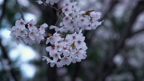 Spring Cherry Blossoms Vídeo Stock 106123665