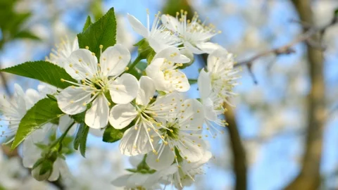 Spring cherry blossoms Stock Footage 122002469