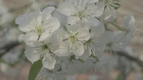 Spring cherry blossoms Stock Footage 122002484