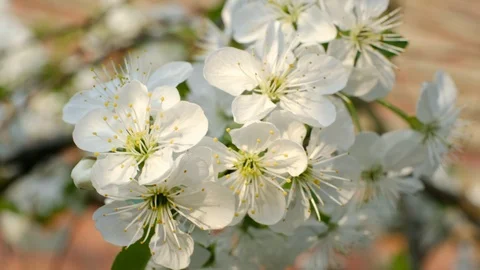 Spring cherry blossoms Stock Footage 122002556