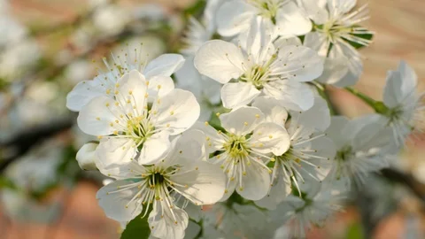 Spring cherry blossoms Stock Footage 122002569