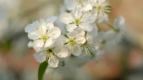 Spring cherry blossoms Stock Footage 122002685