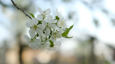 Spring cherry blossoms Stock Footage 122002709