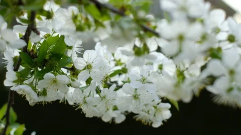 Spring cherry blossoms Stock Footage 122002884