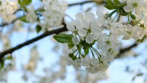 Spring cherry blossoms Stock Footage 122003059