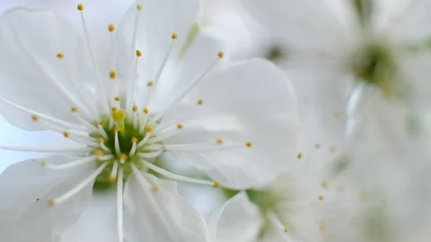 Spring cherry blossoms Stock Footage 122003158
