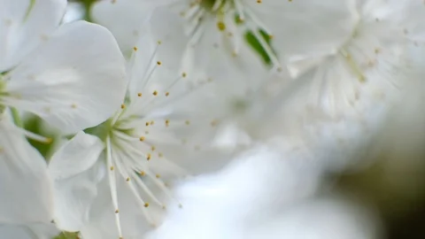 Spring cherry blossoms Stock Footage 122003191