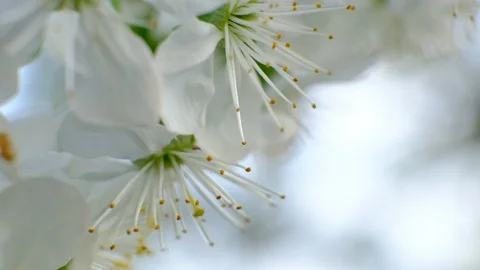 Spring cherry blossoms Stock Footage 122003283