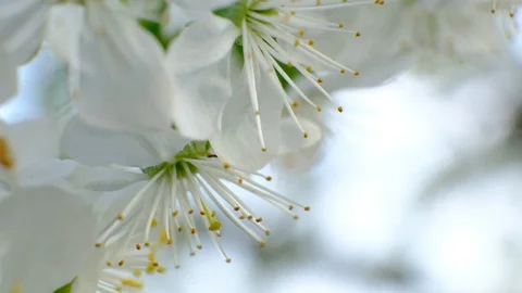 Spring cherry blossoms Stock Footage 122003371