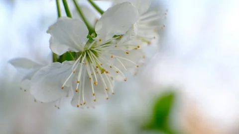 Spring cherry blossoms Stock Footage 122003426