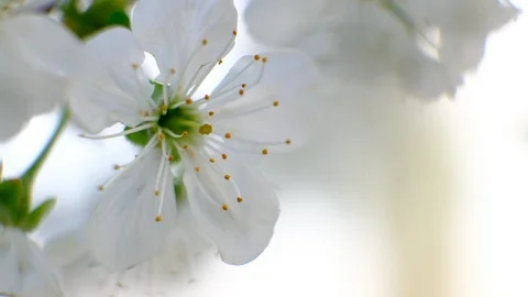 Spring cherry blossoms Stock Footage 122003502