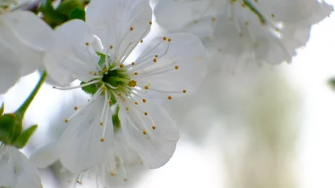 Spring cherry blossoms Stock Footage 122003590