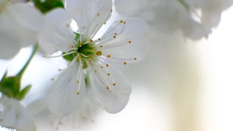 Spring cherry blossoms Stock Footage 122003633