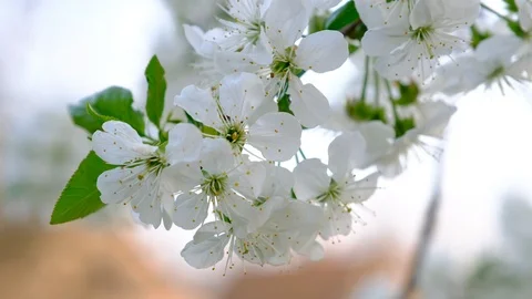 Spring cherry blossoms Stock Footage 122003689