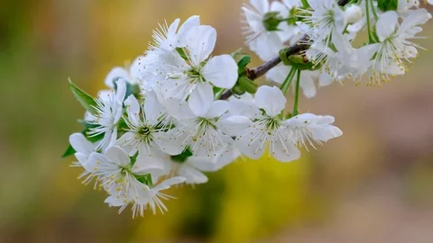 Spring cherry blossoms Stock Footage 122003823