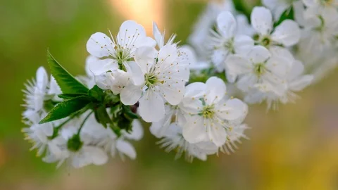 Spring cherry blossoms Stock Footage 122003906