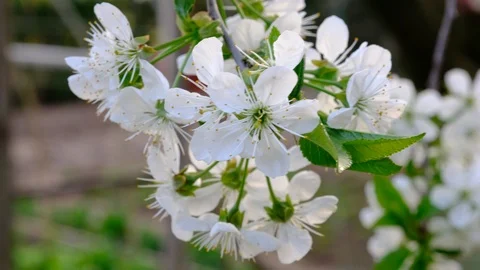 Spring cherry blossoms Stock Footage 122003931