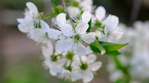 Spring cherry blossoms Stock Footage 122003966