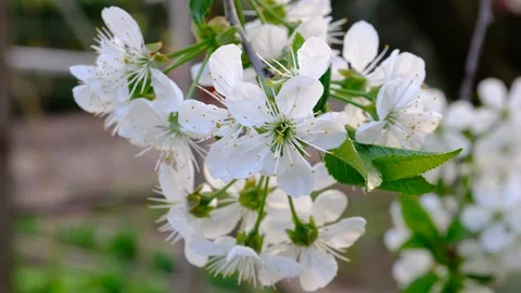 Spring cherry blossoms Stock Footage 122004022
