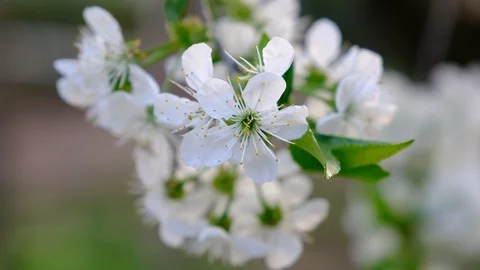 Spring cherry blossoms Stock Footage 122004060