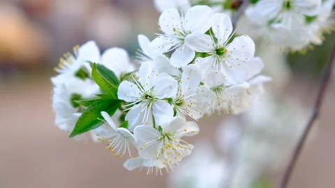 Spring cherry blossoms Stock Footage 122004202
