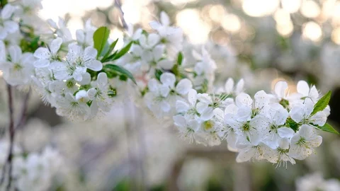 Spring cherry blossoms Stock Footage 122004244