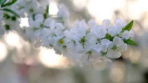 Spring cherry blossoms Stock Footage 122004467