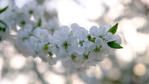 Spring cherry blossoms Stock Footage 122004650