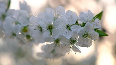 Spring cherry blossoms Stock Footage 122004686