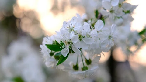 Spring cherry blossoms Stock Footage 122004927