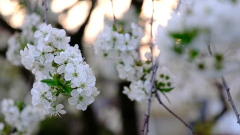 Spring cherry blossoms Stock Footage 122004990