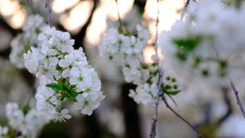 Spring cherry blossoms Stock Footage 122005066