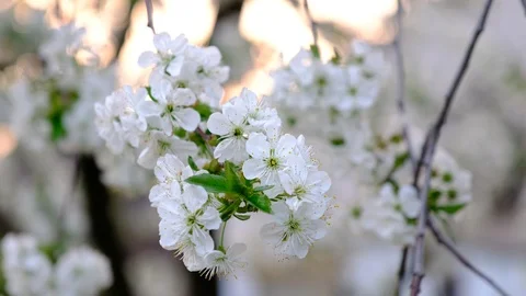Spring cherry blossoms Stock Footage 122005262