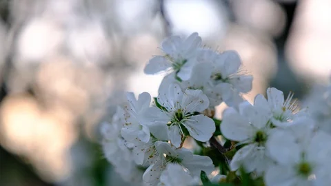 Spring cherry blossoms Stock Footage 122005349