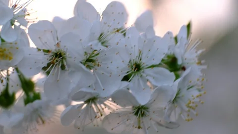 Spring cherry blossoms Stock Footage 122005567