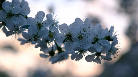 Spring cherry blossoms Stock Footage 122005676