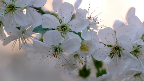 Spring cherry blossoms Stock Footage 122005696